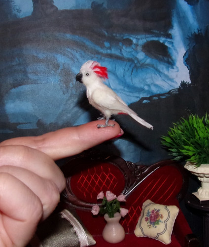 Moluccan cockatoo miniature