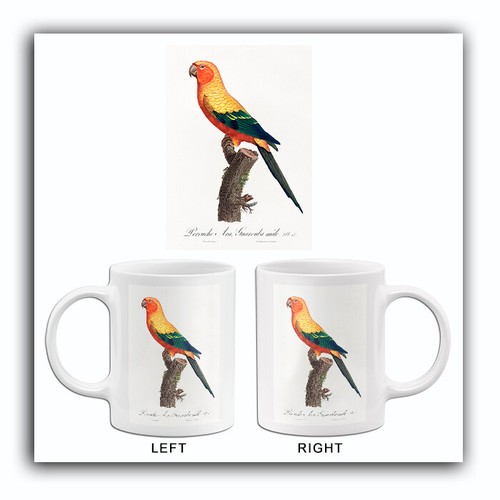 Sun parakeet aratinga - parakeet,,