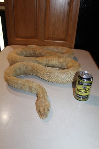 New real albino - new, python
