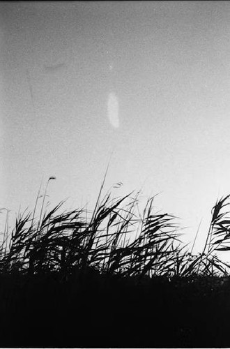 Black and white grass wall - grass,