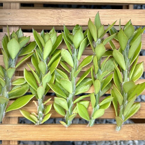 Five pereskiopsis spathula - (5),