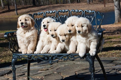 Golden retriever puppies - golden,