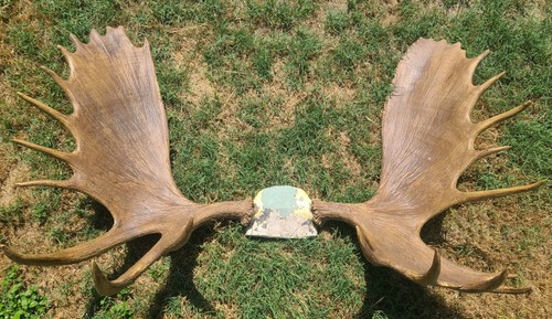 Genuine trophy bull - genuine, moose
