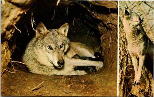 Timber wolf gray - timber, female