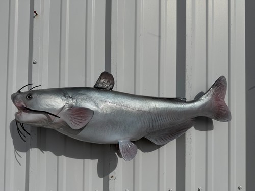 Blue catfish full mount - blue,