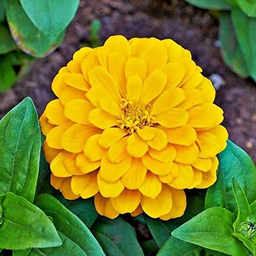 Canary bird zinnia seeds - seeds, |