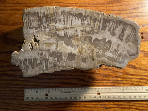 Beautiful polished petrified - polished,