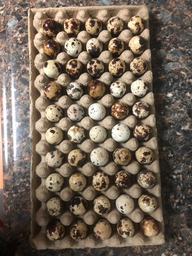 100 jumbo coturnix - jumbo,