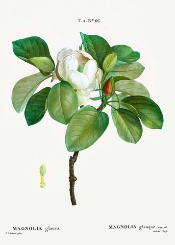 Botanical plant print - botanical,