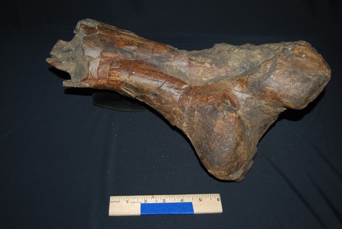 Superb hadrosaur tibia south - superb,