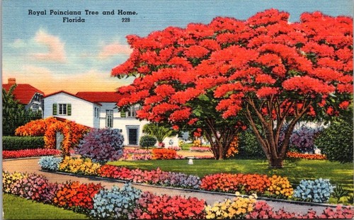 Linen postcard royal poinciana - postcard,
