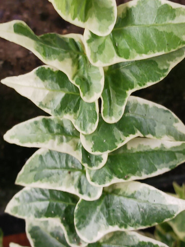 English ivy plant - 2,
