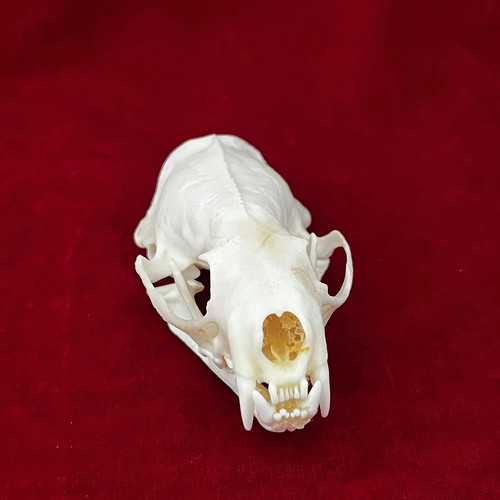 Taxidermy real animals skulls - taxidermy,