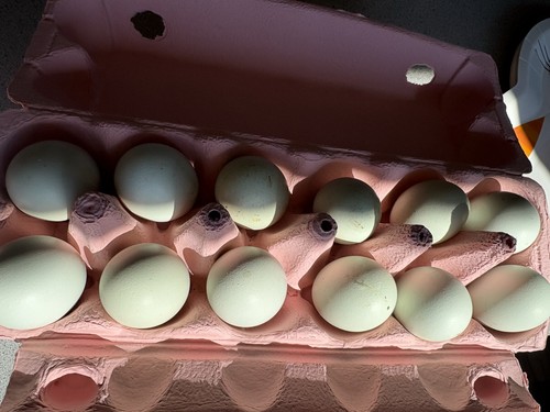 Bantam easter egger - easter, eggs