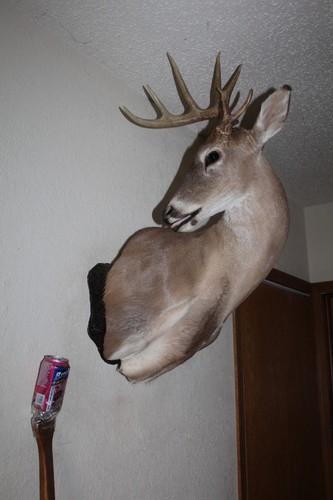 Whitetail deer head shoulder - head,