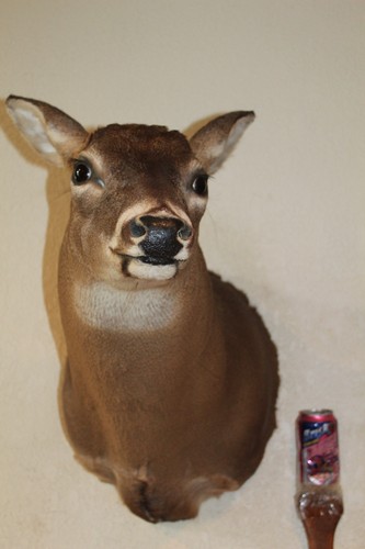 Whitetail deer head - whitetail,