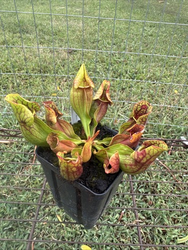 Sarracenia purpurea var - sarracenia,