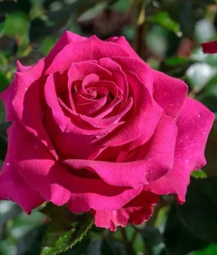 Stiletto very fragrant deep - -,