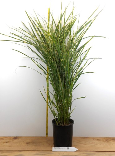 Porcupine grass similar to - -,