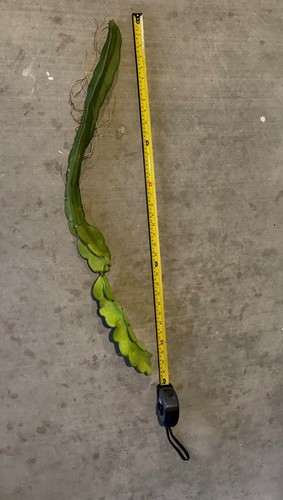 King kong dragon fruit - dragon, cutting