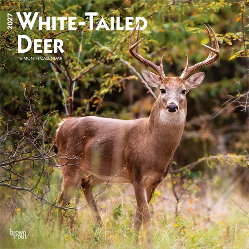 White tailed deer 2027 - deer, |
