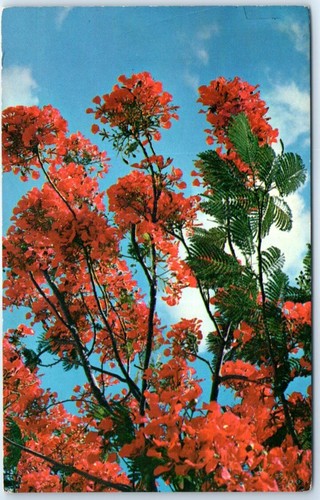 Royal poinciana tree full - royal,