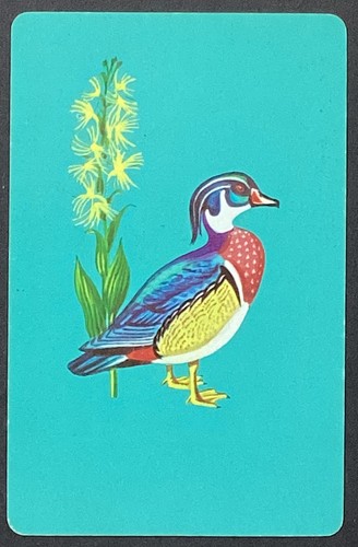 Bird male wood duck - duck, vintage
