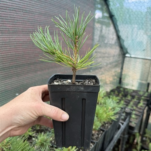 Pack limber pine tree - of,