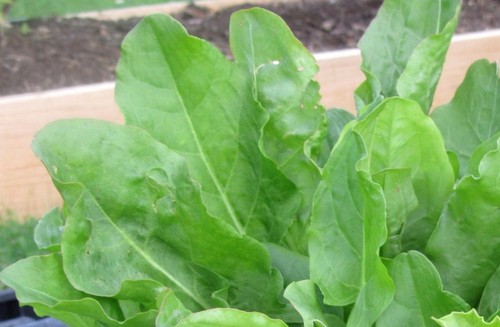 French sorrel seeds heirloom - french, seeds-