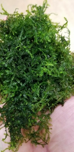 Christmas moss - christmas, (xmas)