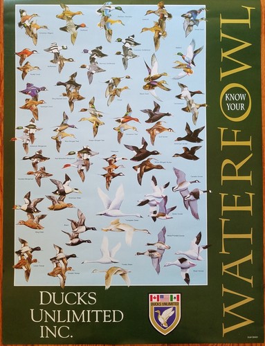 Ducks unlimited know your - ducks,