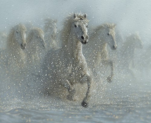 Wild horses digitally - wild,