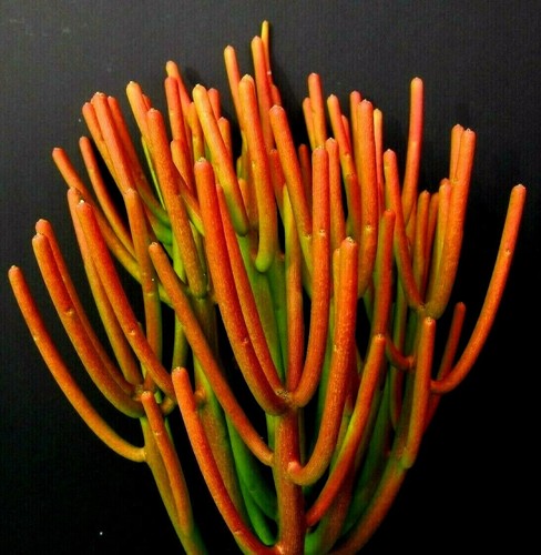 Firesticks euphorbia tirucalli - firesticks,