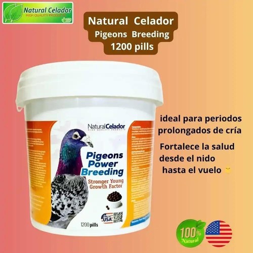 Natural celador pigeons - pigeons, power