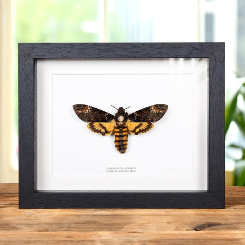 Death head taxidermy moth - taxidermy,
