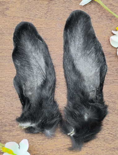 Bunny rabbit ears - 4",