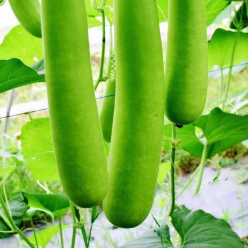 Organic bottle gourd - bottle,