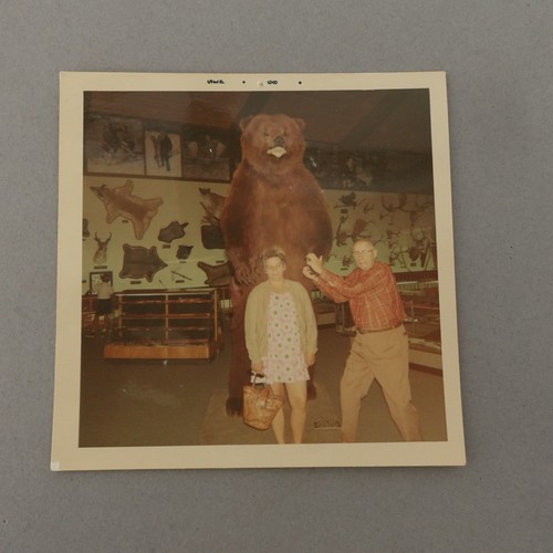Vintage 1960s taxidermy bear - taxidermy,