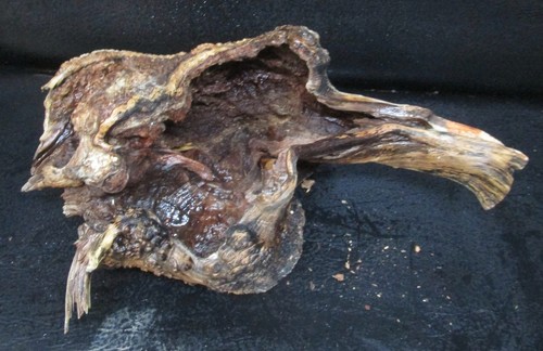 Manzanita burl wood d431 - wood,