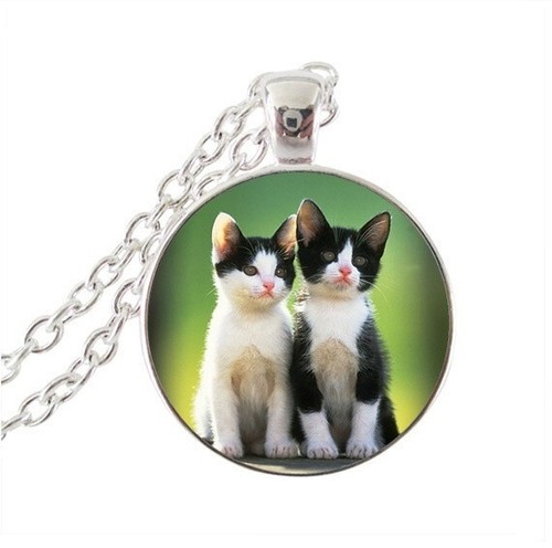 Cat tuxedo kittens - cat,