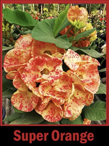 Super orange crown thorns - crown,
