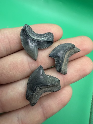Tiger shark teeth peace - teeth, river