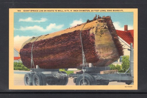 Giant spruce log diameter - giant,