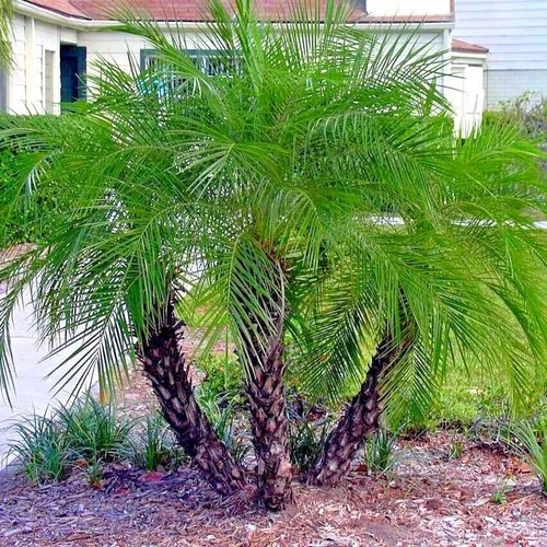 Dwarf pygmy date palm - date, tree