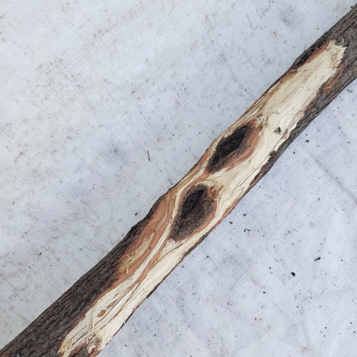 Diamond willow carving wood - diamond,