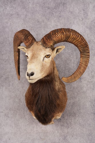 Mouflon sheep sku 3283 - sku,