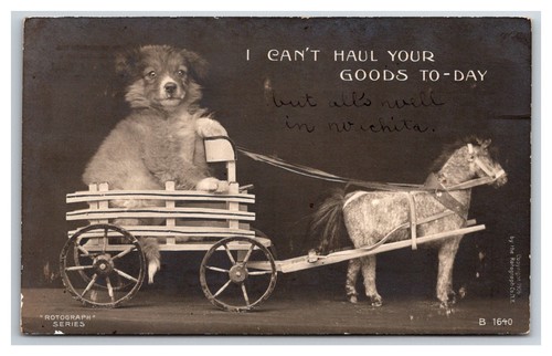 Rppc sheperd collie - sheperd,