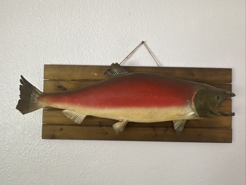 King salmon - king, (chinook)