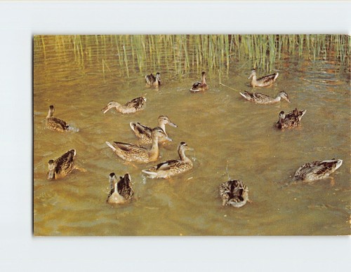 Postcard thousands wild - postcard, of