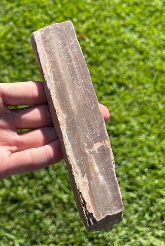 Big polished fossil - big, petrified